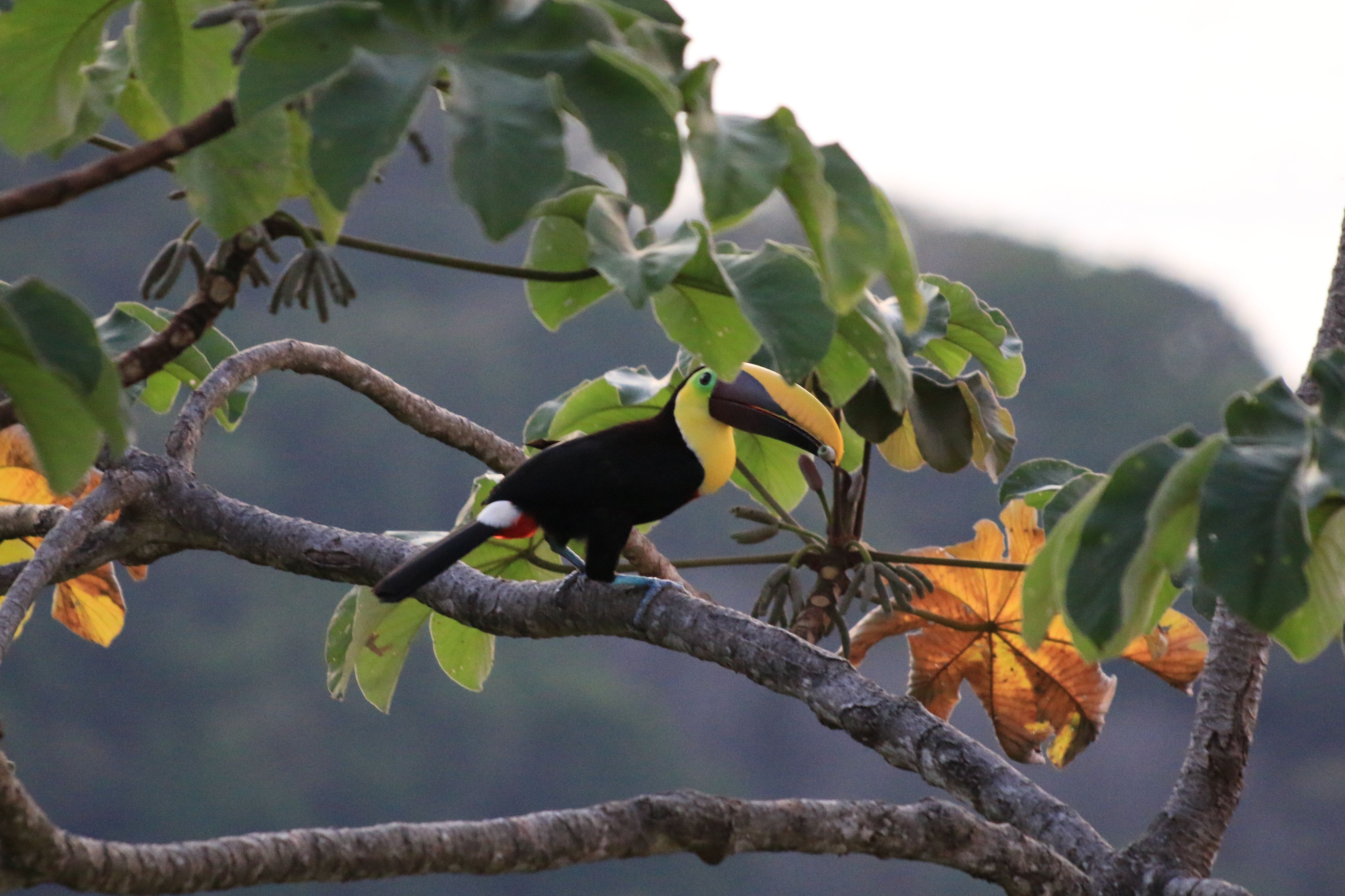 Costa Rica